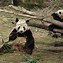 Image result for Panda Species