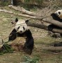 Image result for Giant Panda Species