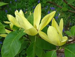 Image result for Magnolia Daphne