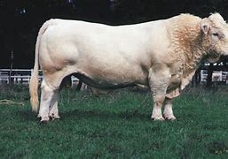 Image result for Charolais Beef Cattle