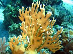 Image result for Millepora Coral