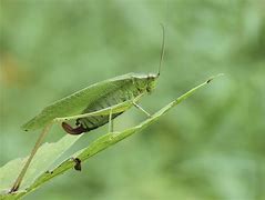 Image result for Leaf Bug Katydid