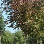 Image result for Fraxinus americana Autumn Purple