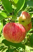 Image result for June Apple Tree
