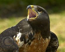 Image result for Buteo rufofuscus