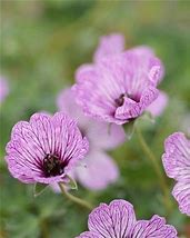 Image result for Geranium cin. Ballerina