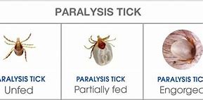 Image result for paralysis tick australia
