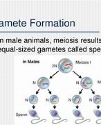 Image result for Gamete Example