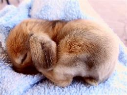 Image result for Sleeping Bunny Funny