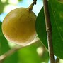Image result for The Manchineel Tree
