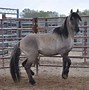 Image result for Wild Horses of Suffield Alta