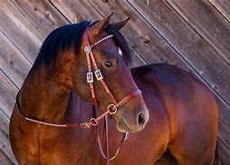 Image result for Western Bridles for Horses