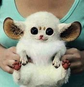 Image result for Unusual Cute Baby Animals