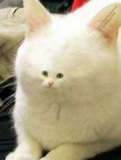 Image result for Cat Meme Clip Art Human