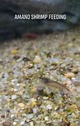 Image result for Amano Shrimp Pregnant Photo