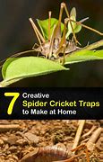 Image result for Spider Cricket Trap