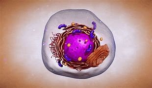 Image result for Moving Organelle GIF