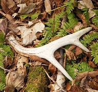 Image result for Deer Antler Bone