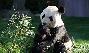 Image result for Panda Bear Sitting