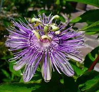 Image result for Passiflora Incarnata