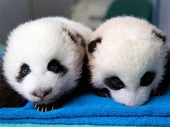 Image result for Cute Baby Giant Panda