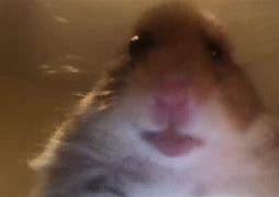 Image result for Hamster On FaceTime Meme