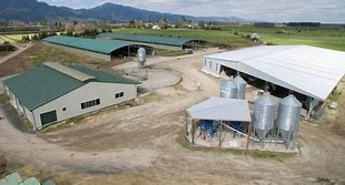 Image result for New Zealand Meat Goat Farm