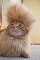 Image result for Funny Orange Cat Hair Cuts