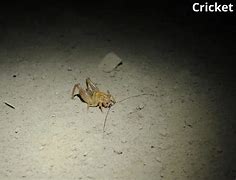 Image result for Crickets Chirping at Night