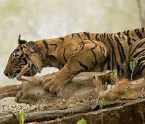 Image result for Tiger Mauling S Fox