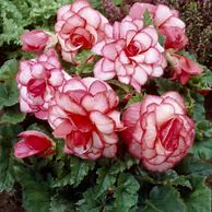 Begonia Bouton de Rose に対する画像結果