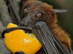 Image result for Fruit Bat Pictures