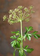 Image result for Parsley with Hammer High Guardian Spice