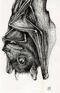 Image result for Realistic Bat Head
