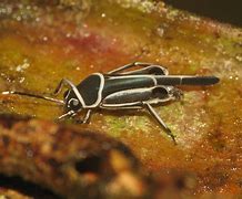 Image result for Full Image of a Cricketa Animal
