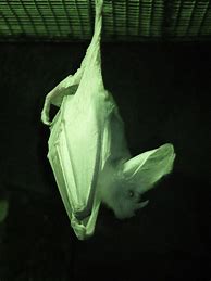 Image result for Hoary Bat