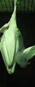 Image result for Green Bat Animal
