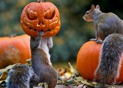 Image result for Halloween Fall Pumpkin Desktop