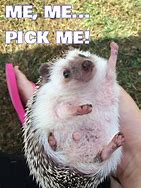 Image result for Cute Hedgehog Memes