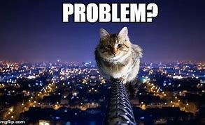 Image result for Cat Problem Meme