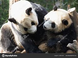 Image result for Panda Depositphotos