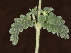 Résultat d’images pour Scutellaria amana