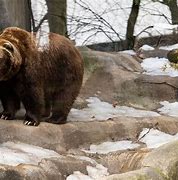 Image result for John Ball Zoo Brown Bear