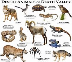 Image result for Desert Animal Facts