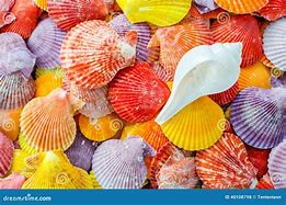 Image result for Couleur Des Coquillage