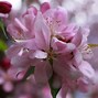 Image result for Small Apple Tree at Bloom