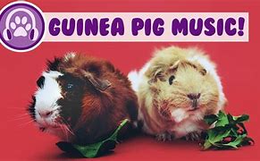 Image result for Guinea Pig Music