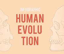 Image result for Human Evolution Illustration