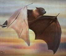 Image result for Bat Drawing Sketch