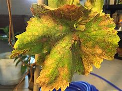 Image result for Grape Vine Leaves Turning Brown